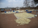Women sorting out the maize after harvesting in Lakya village, 2014._1