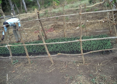 Seedling training in Lakya village, 2014.